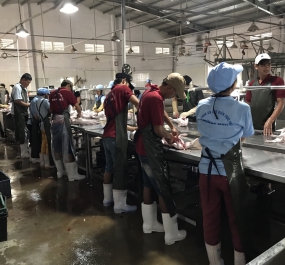 QUY TRÌNH CHẾ BIẾN HEO SỮA SẠCH TẠI QUẢNG NAM