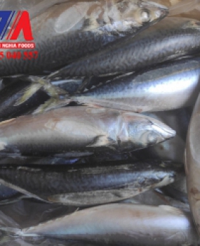 CÁ SABA ĐÔNG LẠNH NHẬP KHẨU - BẠC LIÊU -CÀ MAU 0965 040 557 