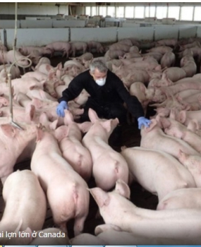 Maple Leafs mua 4 trang trại lợn lớn ở Canada
