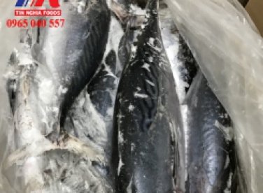 CÁ NGỪ ĐÔNG LẠNH PHÂN PHỐI CHO TRÊN CẢ NƯỚC 0965 040 557