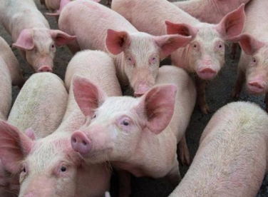 Kịch tính như khủng hoảng thịt lợn ở Trung Quốc