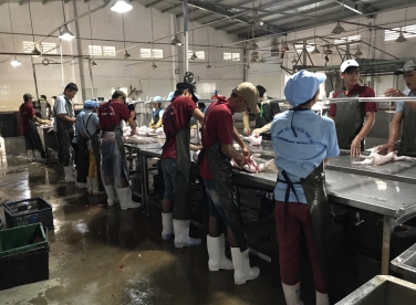 QUY TRÌNH CHẾ BIẾN HEO SỮA SẠCH TẠI QUẢNG NAM