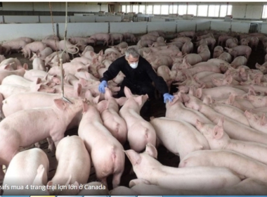 CUNG CẤP THỊT HEO NHẬP KHẨU TẠI SÀI GÒN