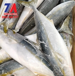 CÁ CAM HQ 800-1300 UP