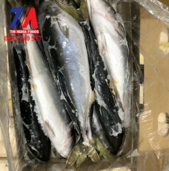 CÁ CAM NHẬT 1200 UP 15KG KO