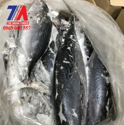 CÁ NGỪ SIZE 500/1000