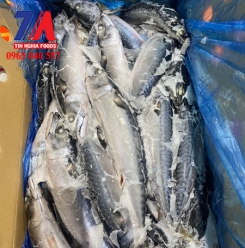 CÁ SA BA NHẬT 200/300 KANEKIU