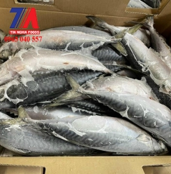 CÁ SA BA NHẬT 200/400