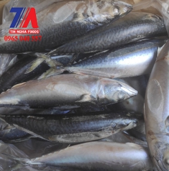 CÁ SA BA NHẬT 500 UP 15KG