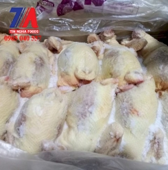 GÀ NGUYÊN CON HANRYEO 10 CON HQ